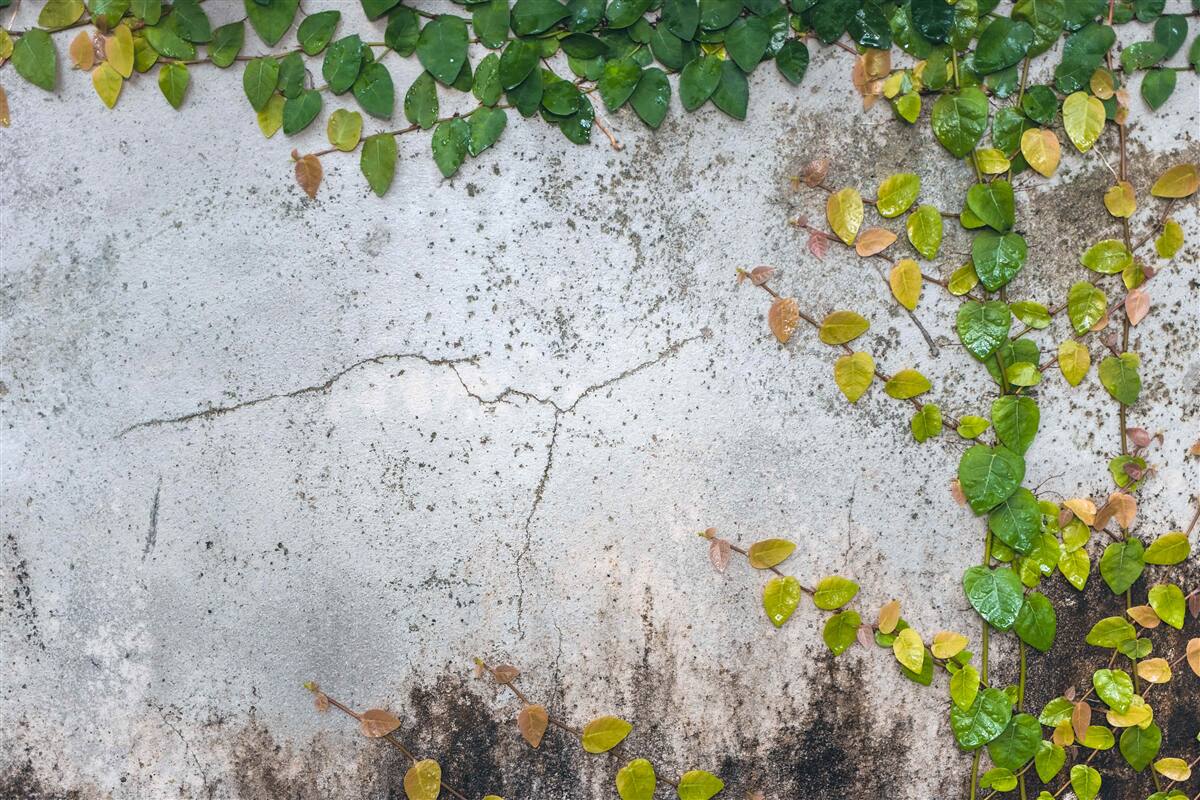 Papier peint les feuilles sont vert-jaune sur fond gris