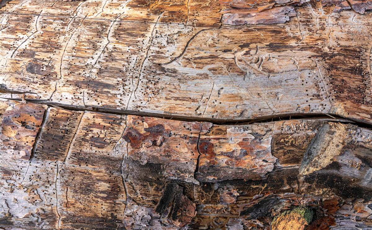 Papier peint structure du bois pourri