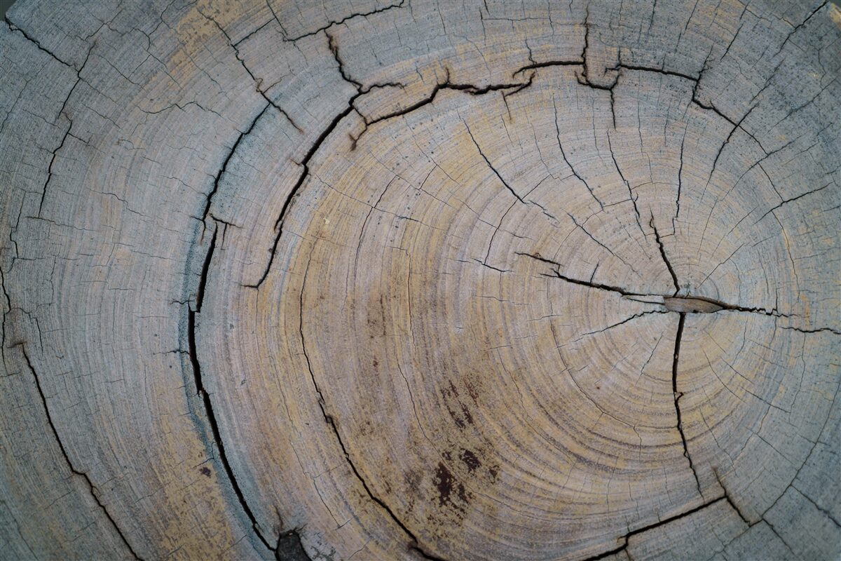 Papier peint vue détaillée du tronc d'arbre