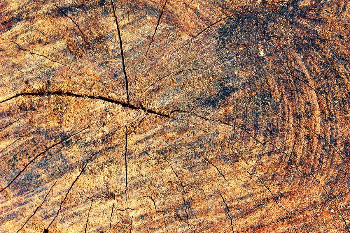 Papier peint Chaînes de vie des arbres sur un tronc abattu