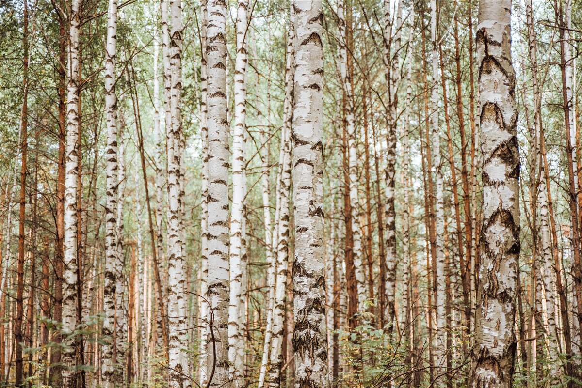 Papier peint les bouleaux de traîneau se dressent dans une forêt verdoyante