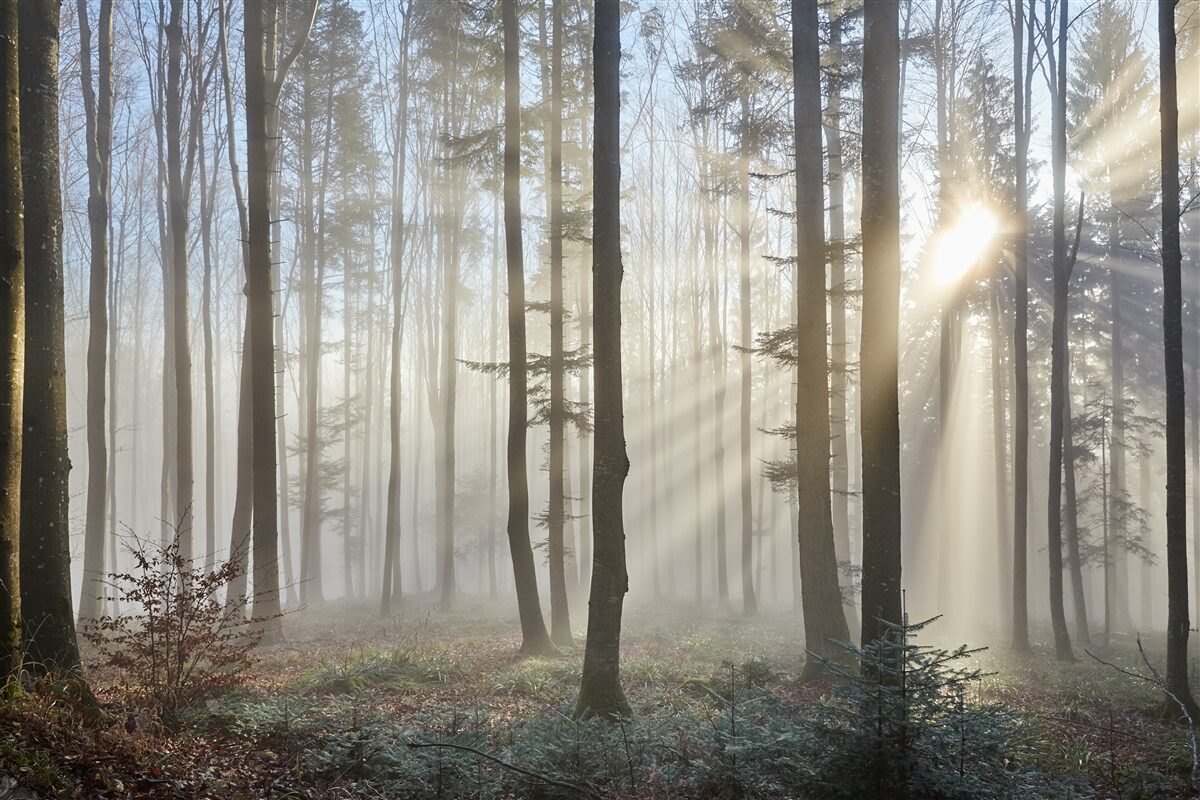 Papier peint les rayons du soleil percent la brume dans un bosquet d'arbres
