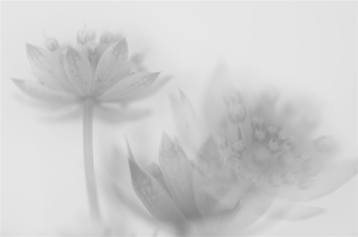Papier peint lotus en noir et blanc
