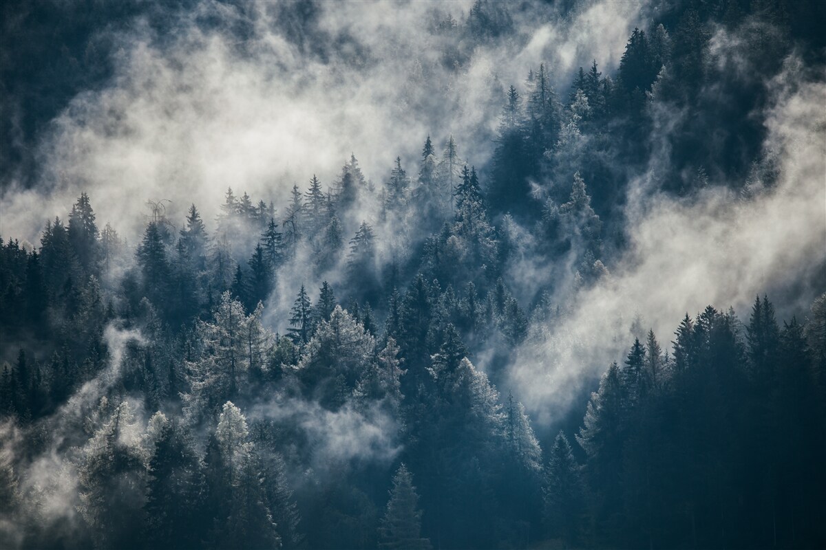 Papier peint un épais brouillard enveloppe la forêt la nuit