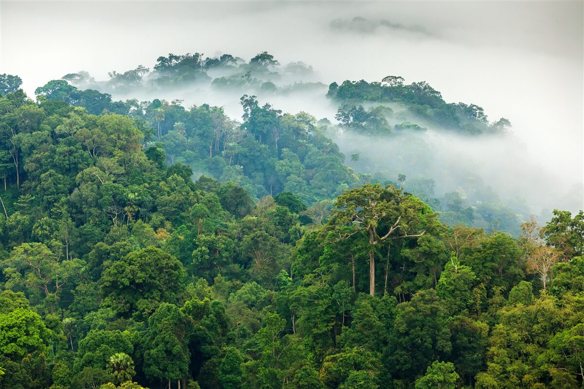 Papier peint la jungle est enveloppée d'un épais brouillard