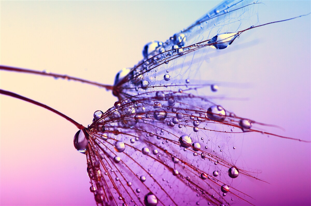 Papier peint au coucher du soleil, les gouttes de rosée décorent le pissenlit