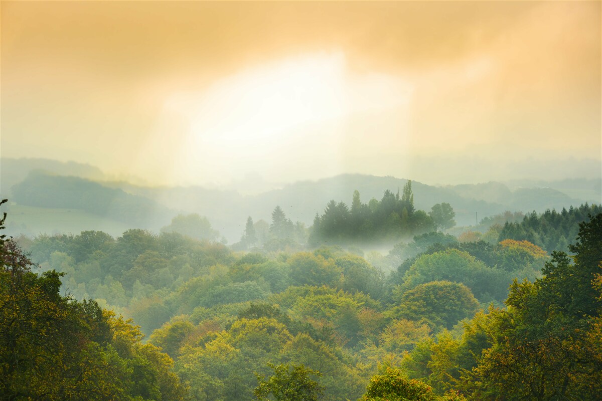 Papier peint L'aube se lève sur une forêt enfumée
