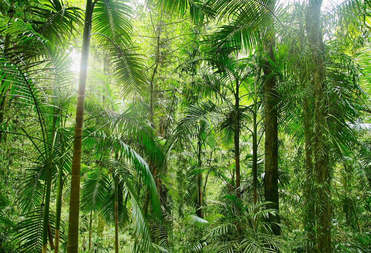 Papier peint végétation luxuriante dans une zone boisée