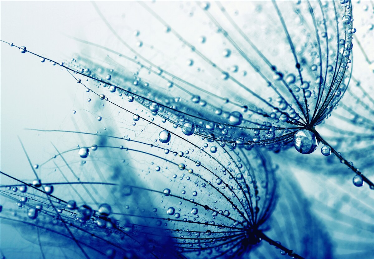 Papier peint gouttes de pissenlit