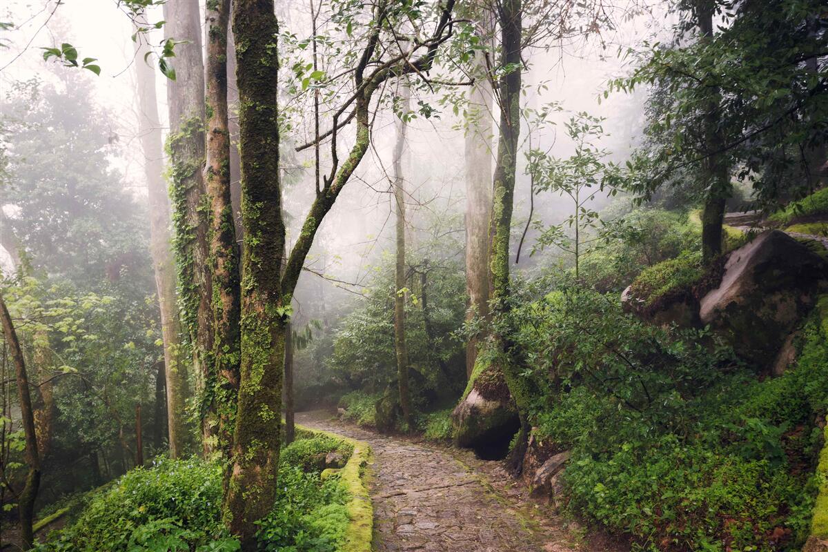 Papier peint Chemin à travers une forêt verdoyante