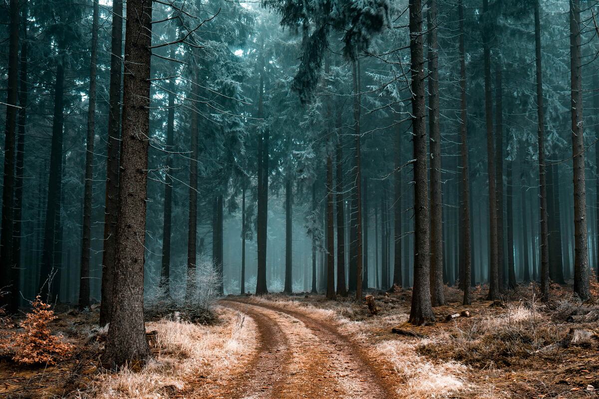 Papier peint sentier précieux dans la forêt dense et brumeuse