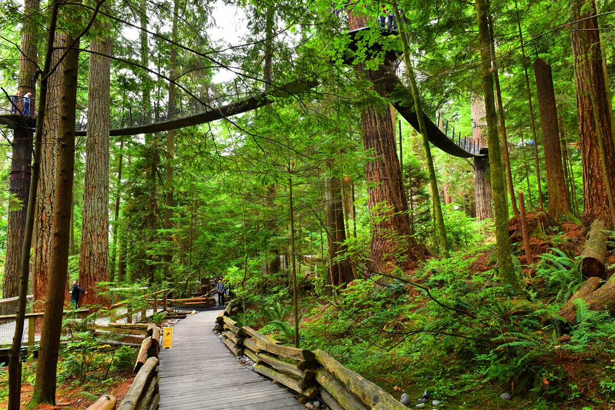 Papier peint pont touristique suspendu entouré de forêts