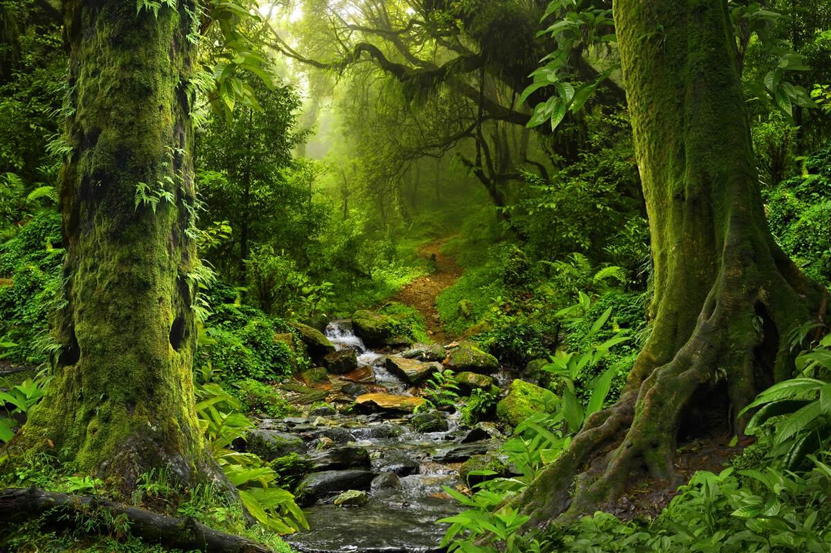 Papier peint Aube sur une cascade au milieu de la forêt