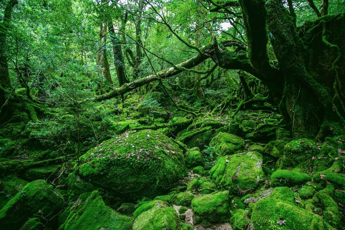 Papier peint forêt, abondamment verte, sans soleil