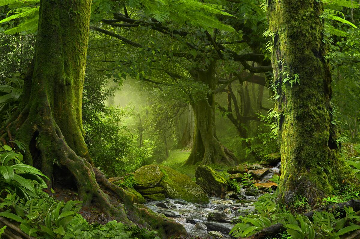 Papier peint cascade dans une forêt de feuillus verdoyante