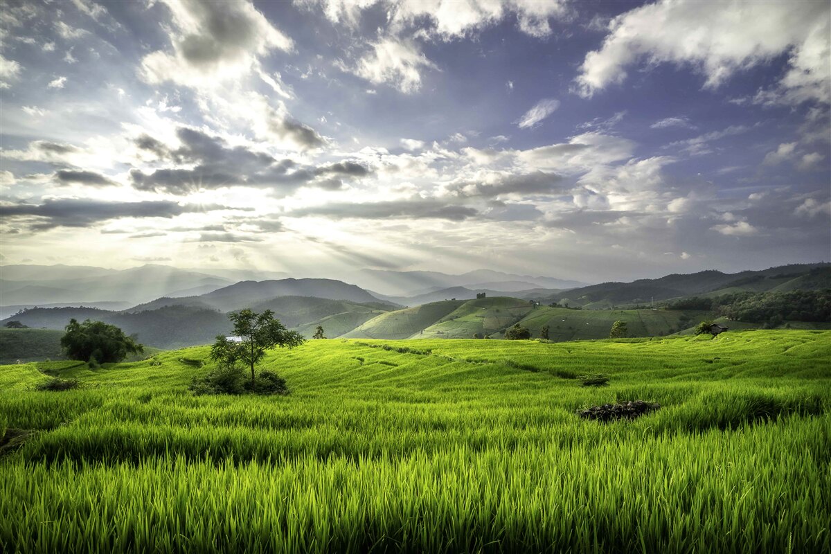 Papier peint une clairière immergée dans le vert des montagnes est illuminée par les rayons du soleil