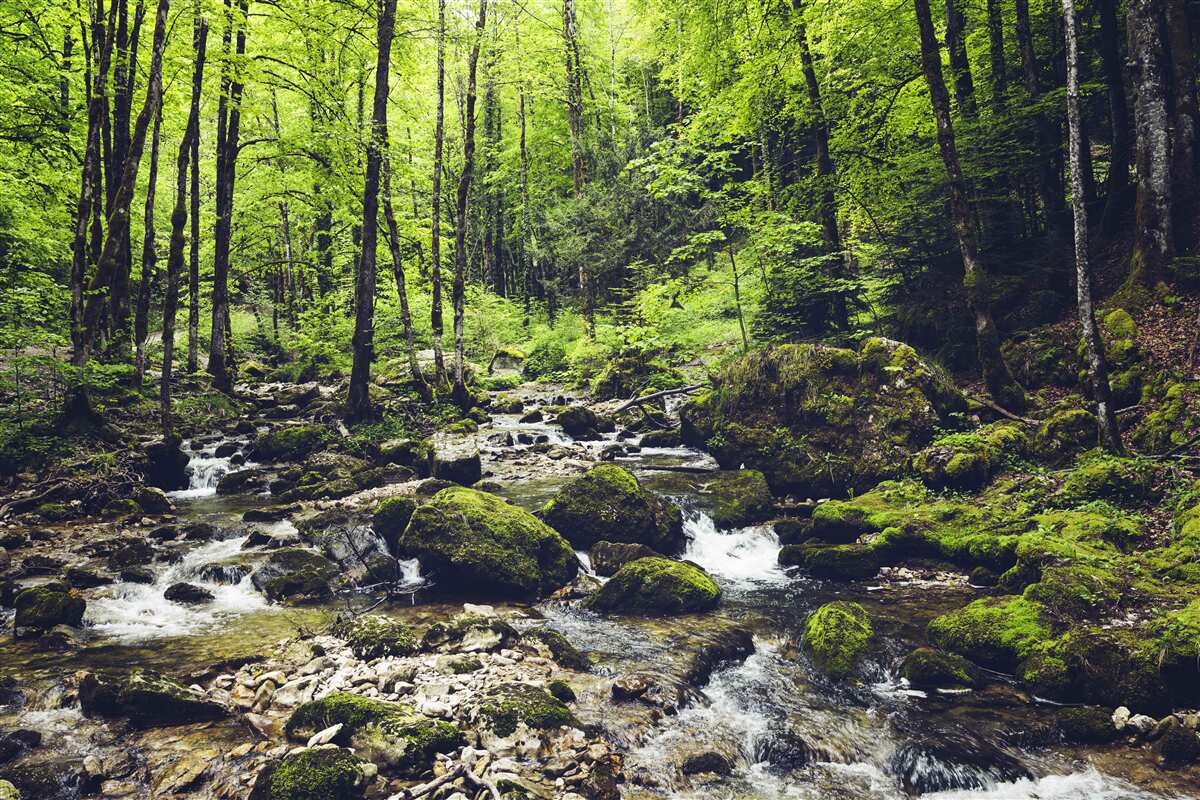 Papier peint cascade en montagne, entourée d'un bosquet verdoyant