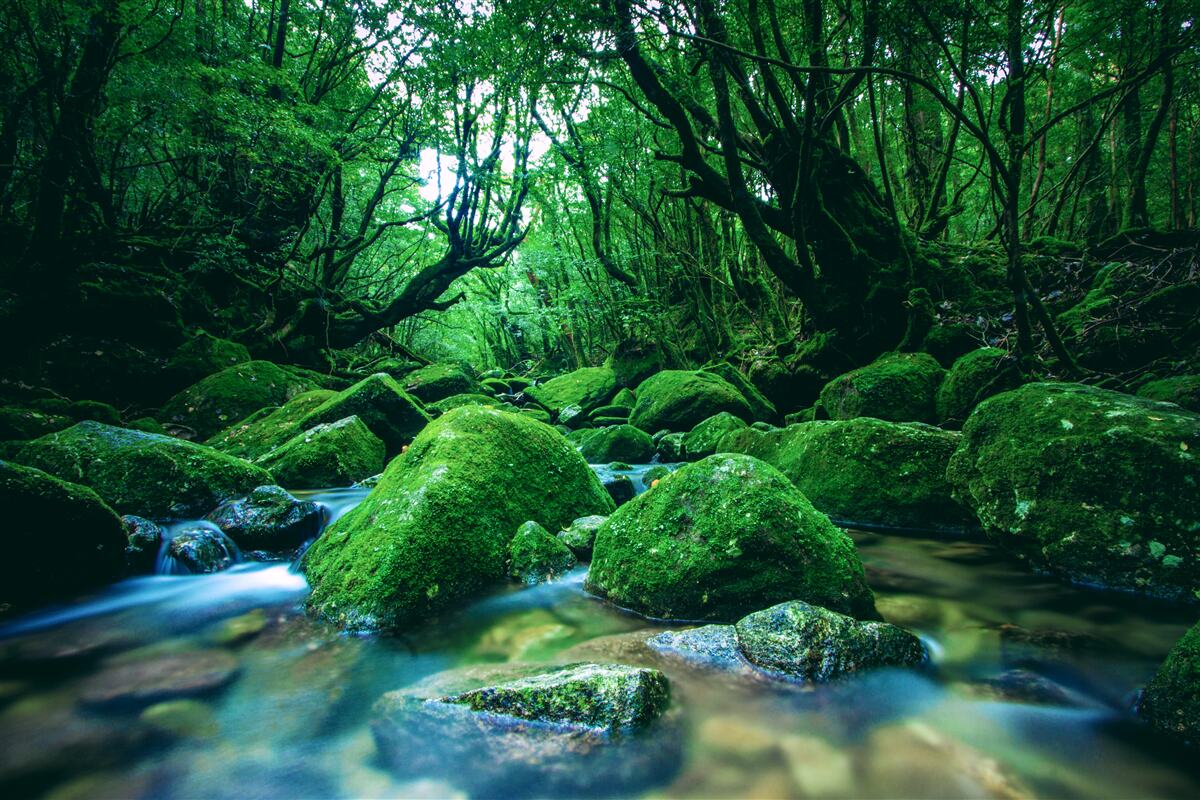Papier peint forêt plongée dans le sommeil au pied d'une cascade