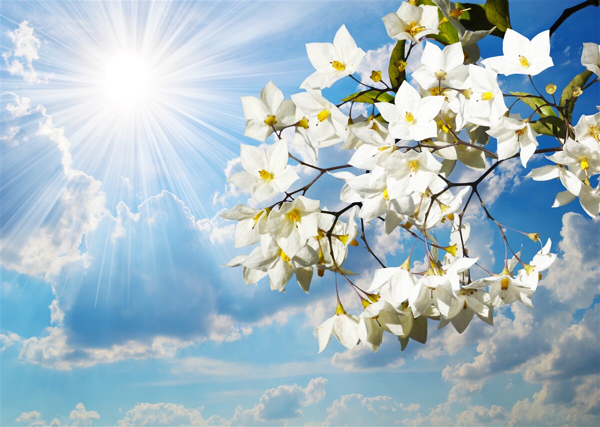 Papier peint branche fleurie de jasmin blanc