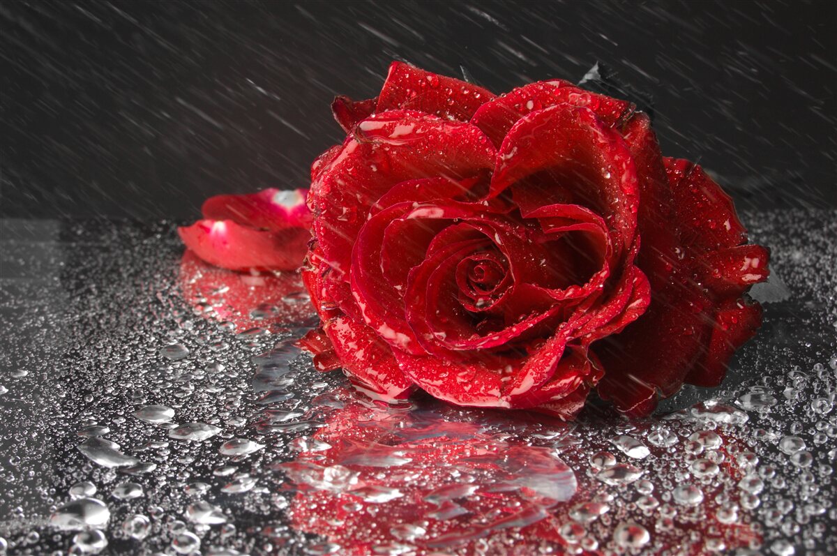 Papier peint une rose sous la pluie, rouge comme le sang