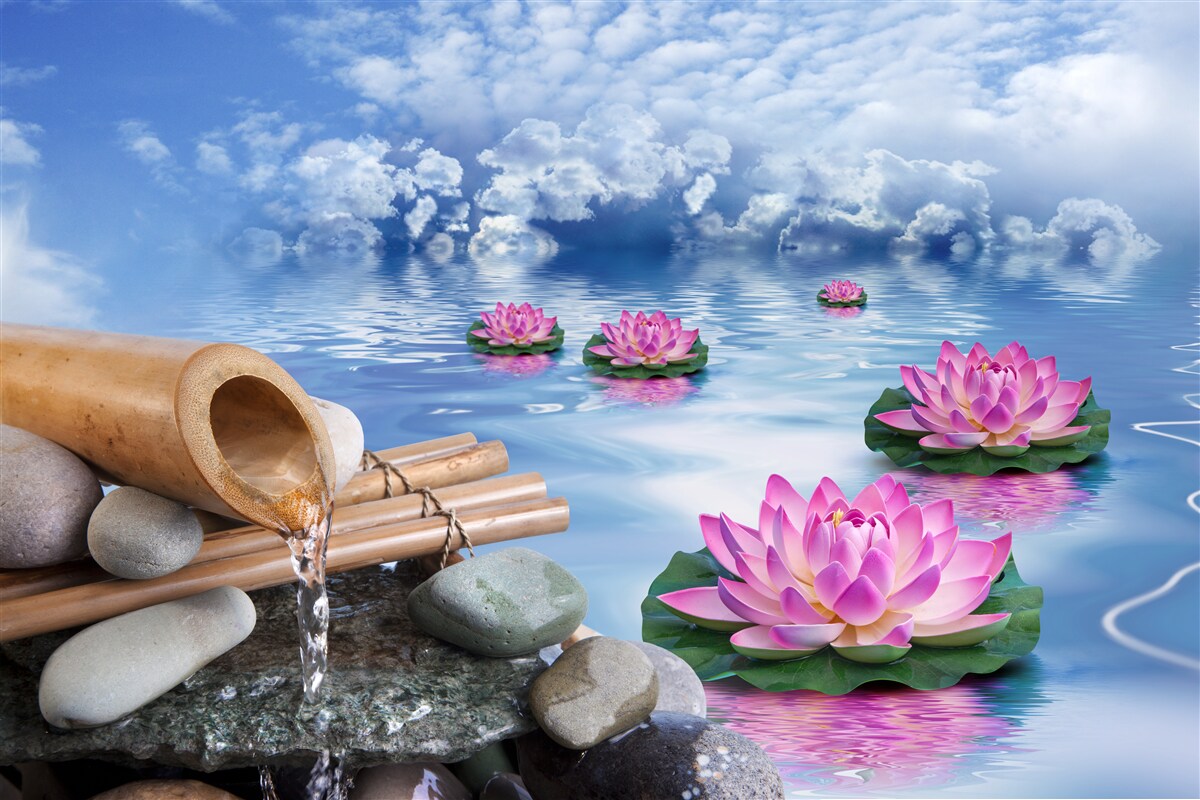 Papier peint lotus violets flottant sur l'eau