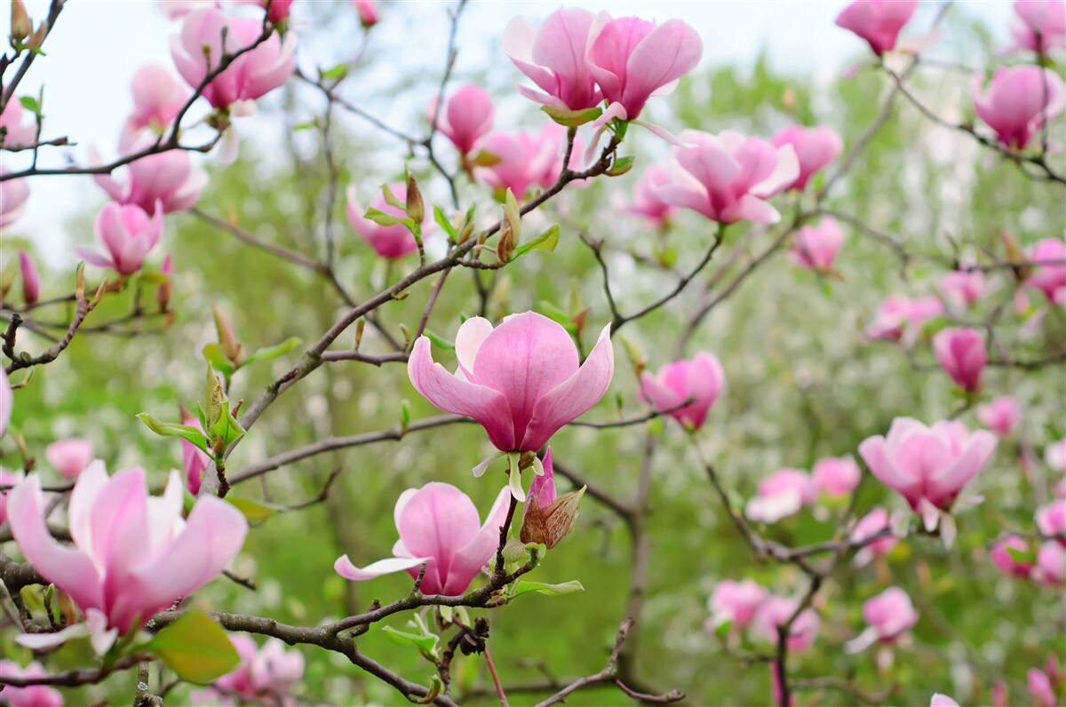 Papier peint jardin de magnolias avec des fleurs roses en été
