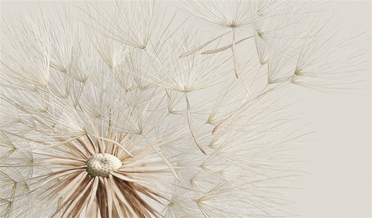 Papier peint les pissenlits fleurissent sous l'influence du vent