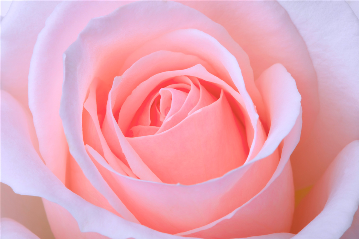 Papier peint rose délicate avec de beaux pétales roses