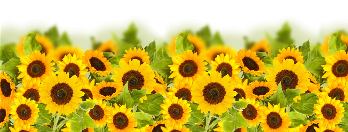 Papier peint il y a un nombre incroyable de tournesols