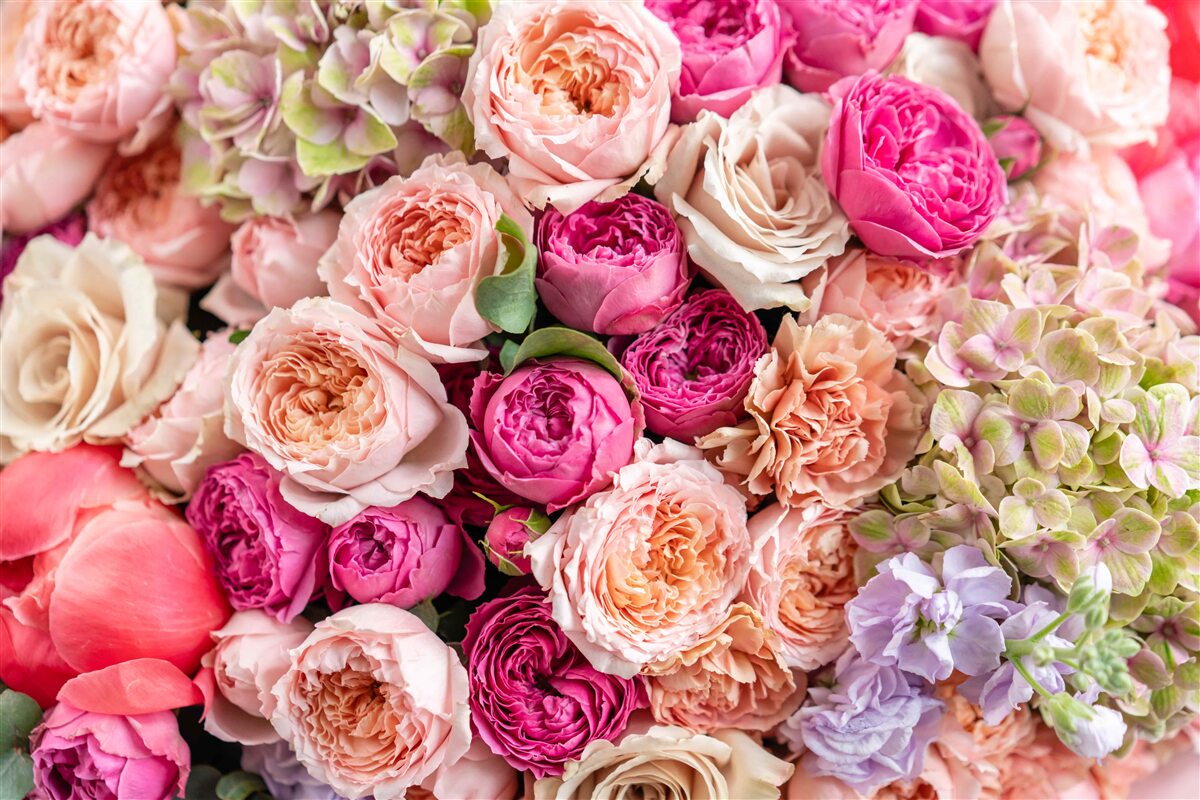 Papier peint une combinaison de différentes roses magnifiques dans un bouquet