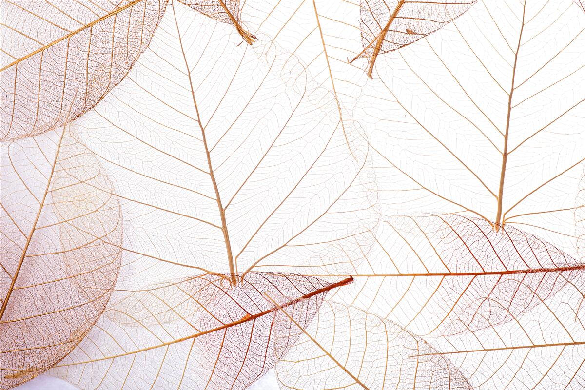 Papier peint draps transparents dans une teinte rose tendre