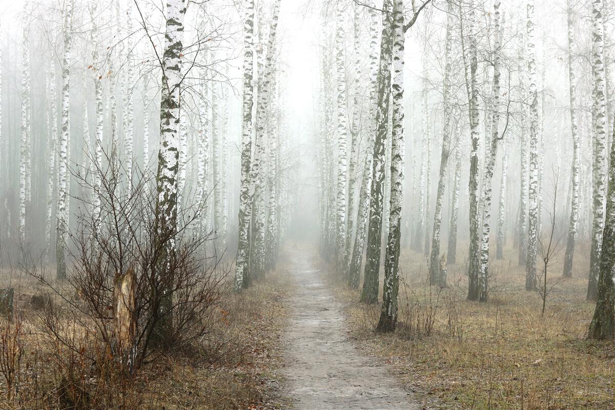 Papier peint Un sentier à travers une forêt brumeuse pleine de bouleaux