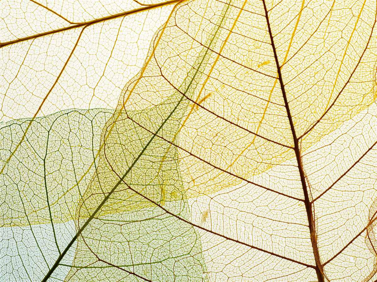 Papier peint feuilles d'automne, transparentes et jaunes