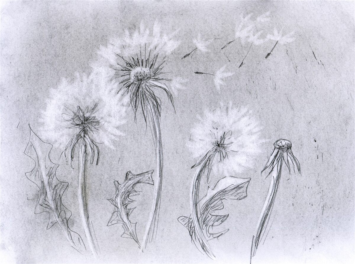 Papier peint le voyage du délicat pissenlit dans l'air