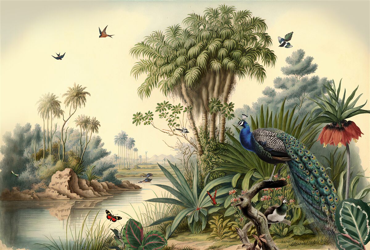 Papier peint le paon dans son véritable habitat