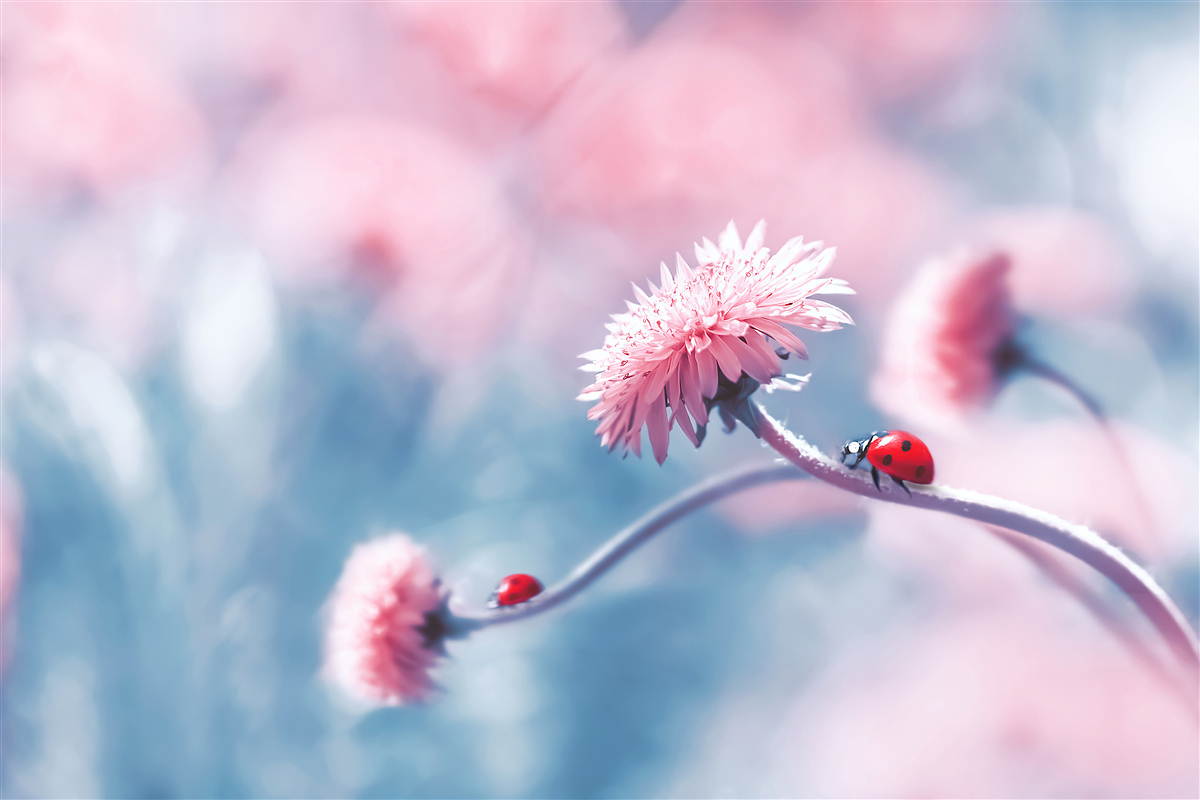 Papier peint les vaches du dieu sont sur des fleurs roses