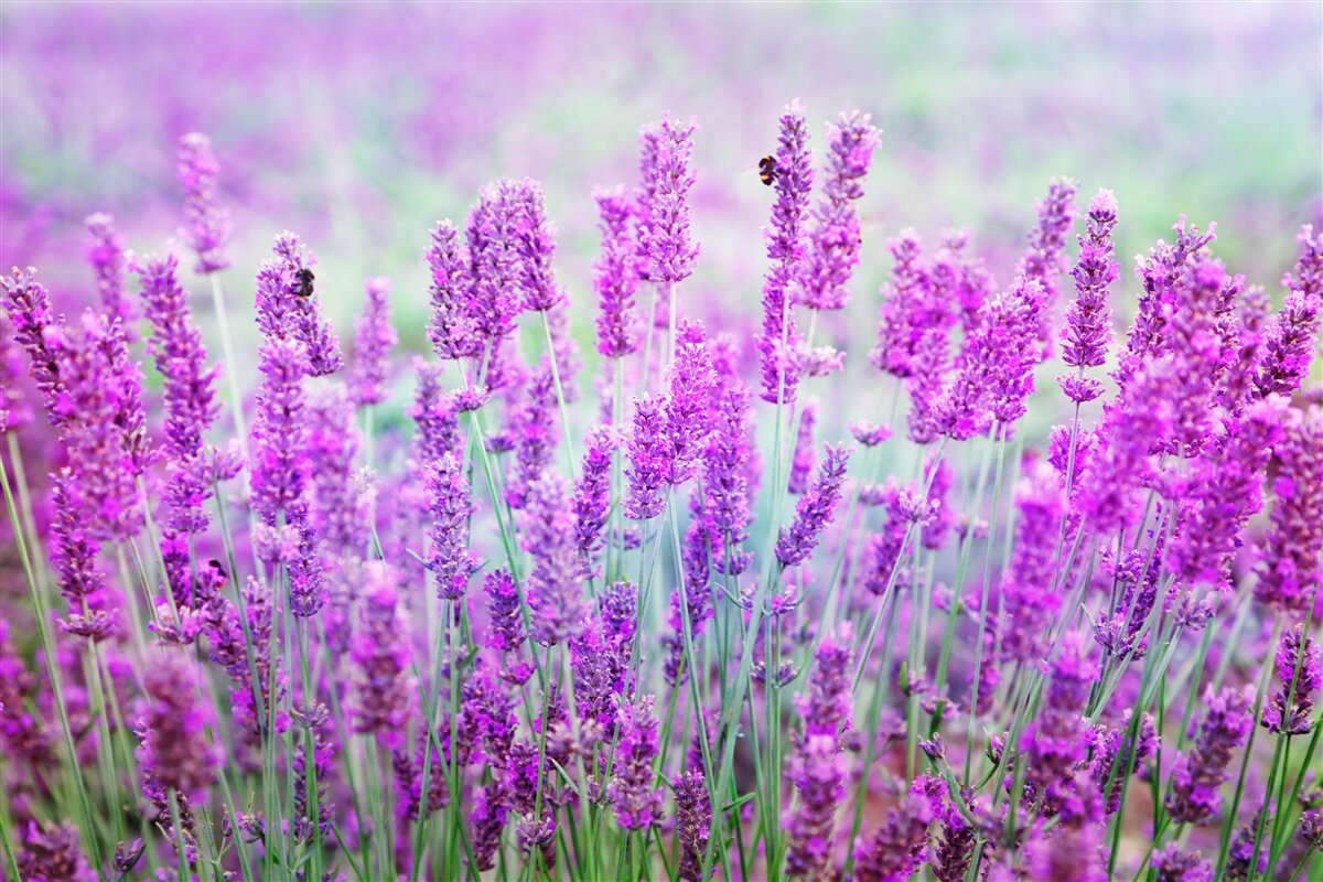 Papier peint champ de fleurs de lavande