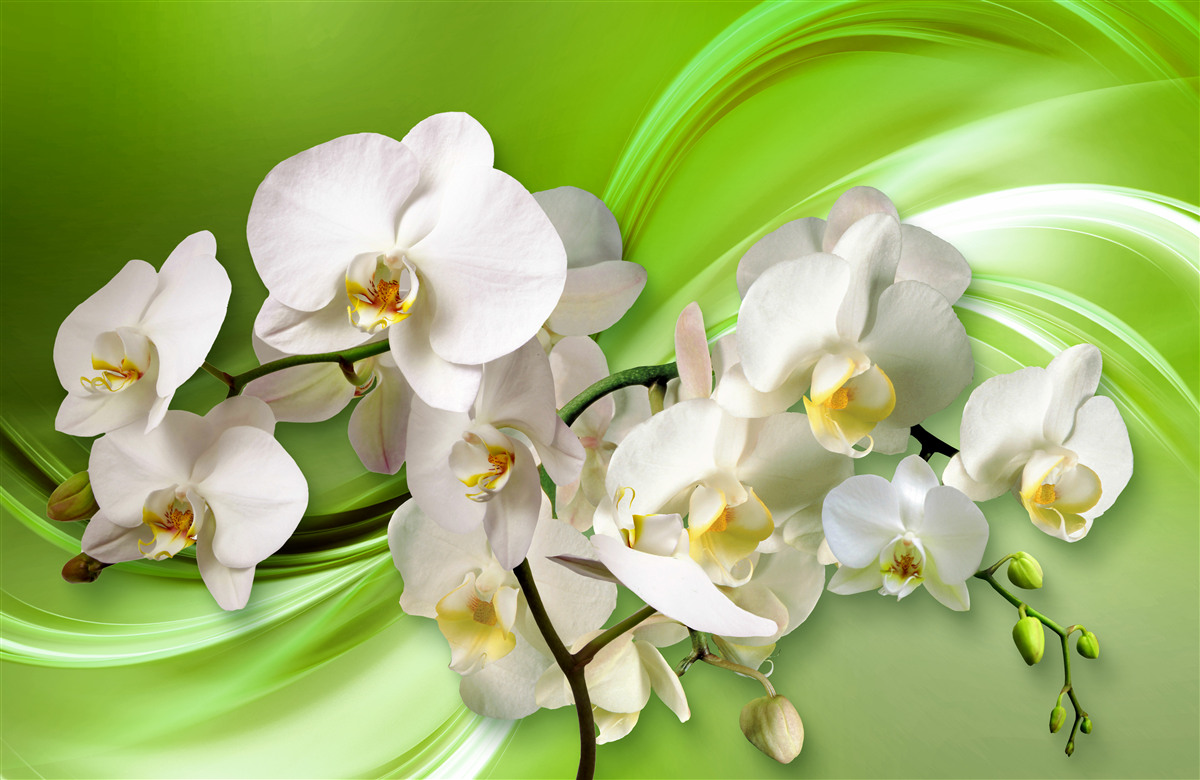 Papier peint orchidées blanches sur une branche sur fond vert