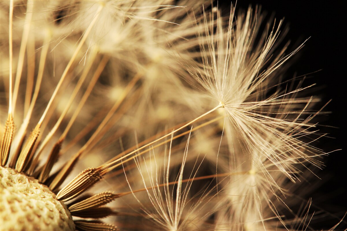 Papier peint les fleurs de pissenlit sont blanches sur fond noir
