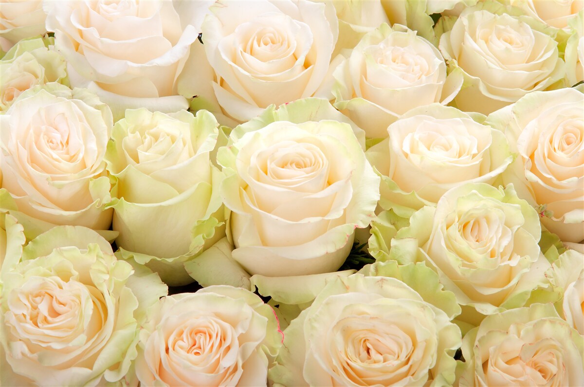 Papier peint résumé des fleurs délicates de couleur beige