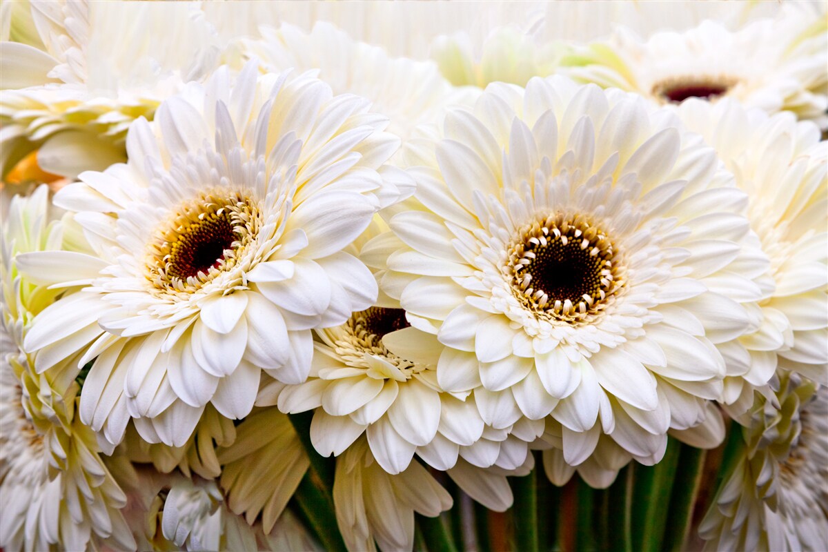 Papier peint collection de gerberas blancs comme neige