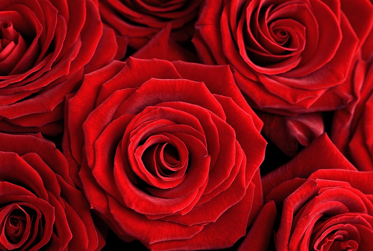 Papier peint résumé des roses rouges traditionnelles