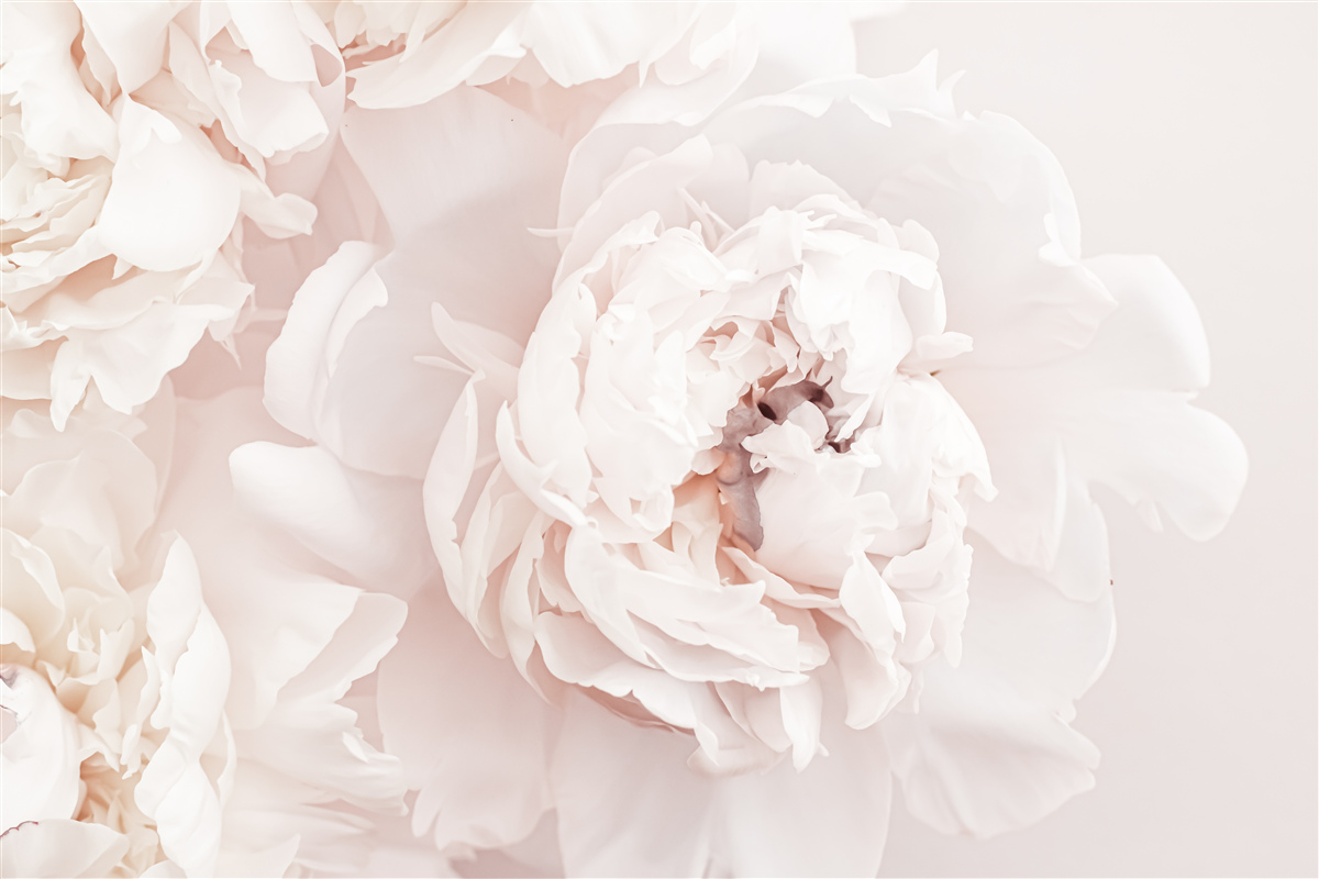 Papier peint pivoine d'une délicate beauté pastel