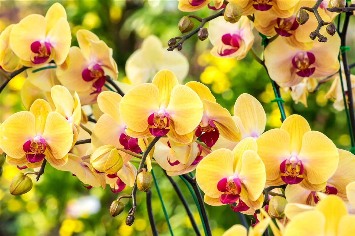 Papier peint Orchidées jaunes dans le jardin d'été
