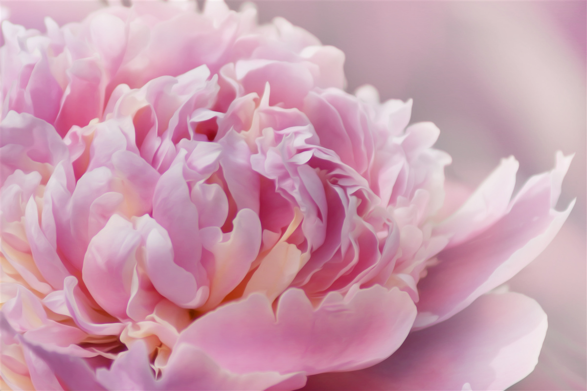 Papier peint gros plan d'une pivoine laiteuse en fleur