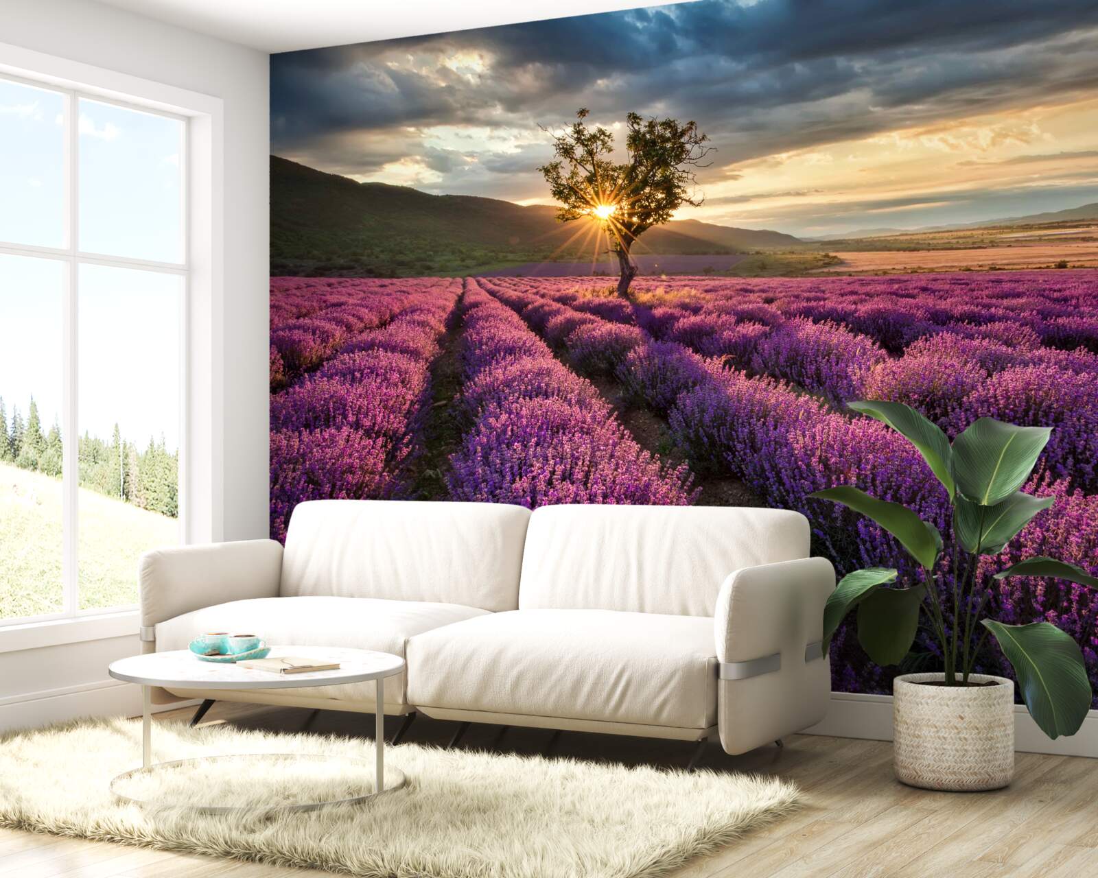 Papier peint coucher de soleil sur un champ de lavande entourant un arbre isolé