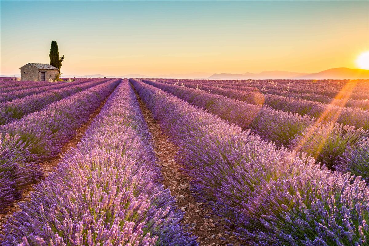 Papier peint L'aube s'est levée sur un champ de lavande