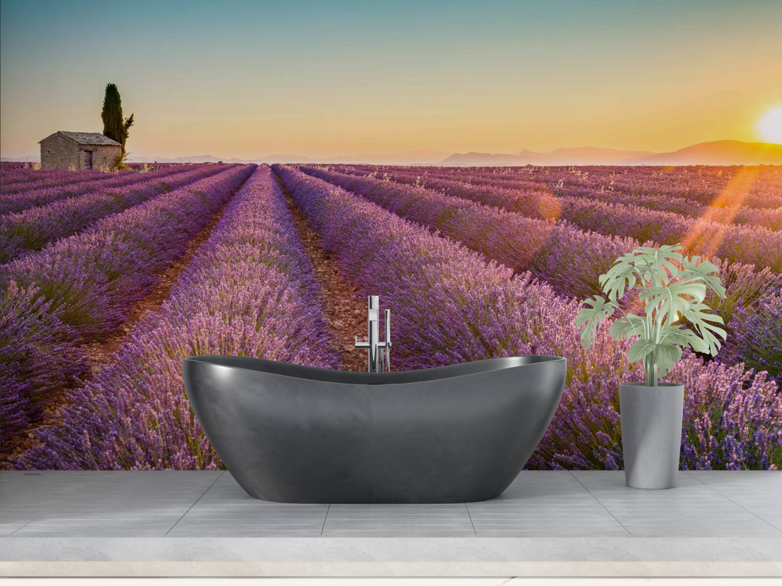 Papier peint L'aube s'est levée sur un champ de lavande