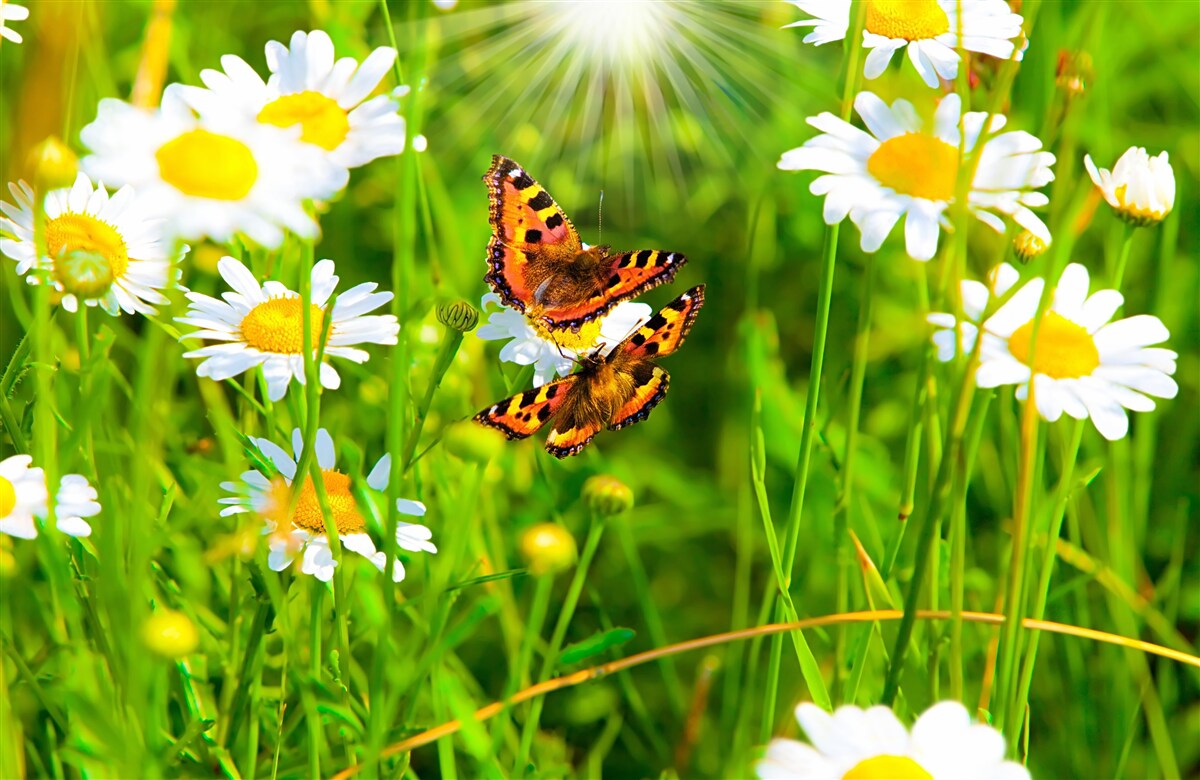 Papier peint camomille dans un champ parsemé de papillons