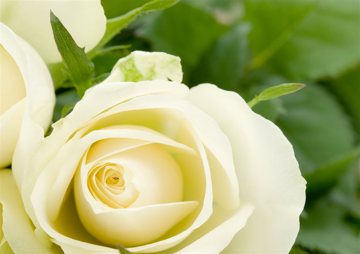 Papier peint rose de couleur beige avec des feuilles vertes